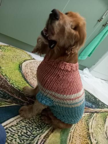 Esra'nın ördüğü 57. kazak da bu dünyalar güzeli bebeğe ulaştı ve çok yakıştı!

Esra'nın keyifli tasarımlarını incelemek isterseniz Instagram'da kemiktasarım sayfasını takip edebilir, sipariş vermek isterseniz Esra'ya ulaşabilirsiniz 🍀