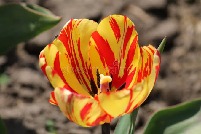 This is a really fun paper. The authors build a mathematical model to explain how the tulip breaking virus, or TBV, creates a stripe pattern on tulip petals.

The writing is elegant, and the paper combines history, mathematics, and lots of other good stuff. Recommend.