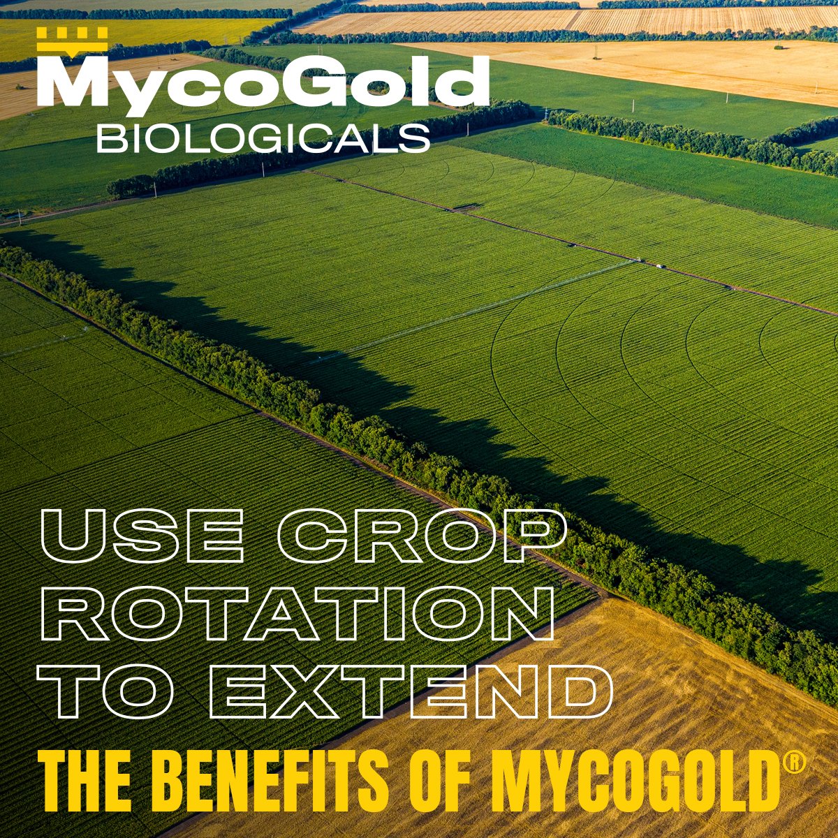MycoGold's tweet photo. Crop rotation is a great tool for boosting soil health &amp; crop yields, while extending the benefits of MycoGold® Biologicals. It helps improve soil nutrients, disrupt pest lifecycles, and reduce chemical use. https://t.co/Eu0IRsrL9B https://t.co/hgJLscXI9Q
