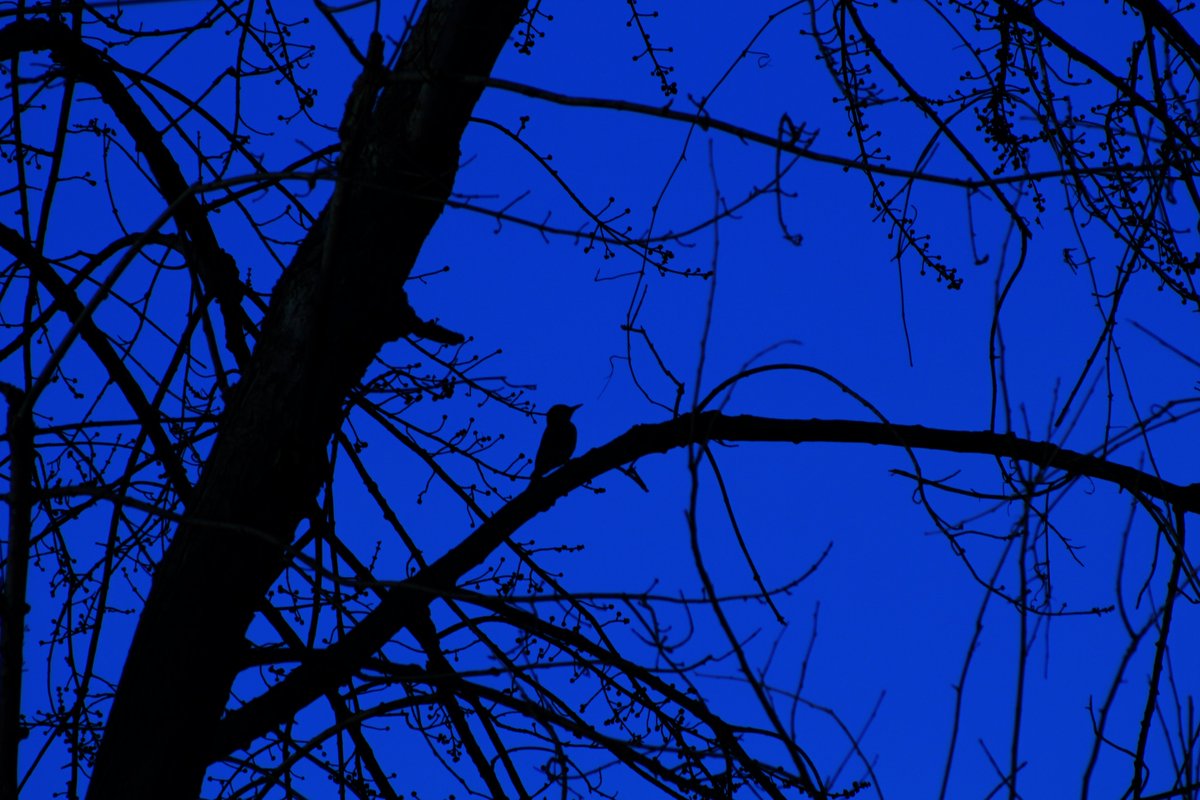 Joshua Brisco tweet media