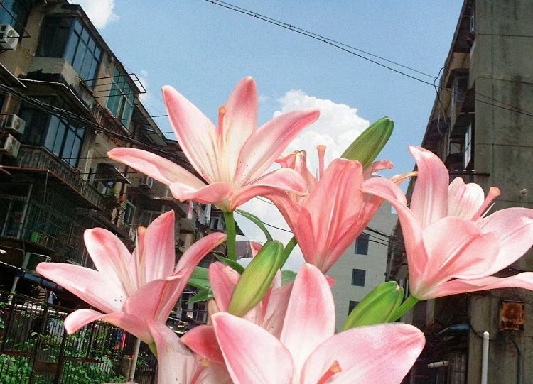 heart_jpg's tweet image. pink lilies