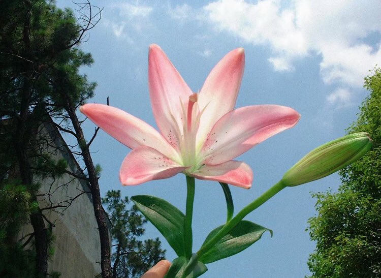 heart_jpg's tweet image. pink lilies