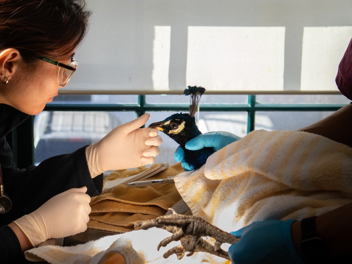 International Fund for Animal Welfare (IFAW) tweet media