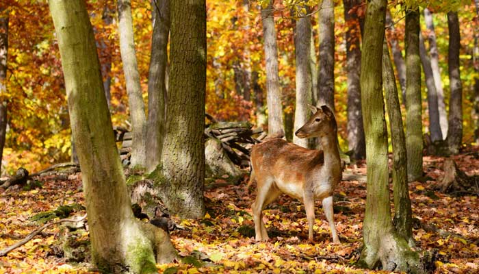 LA IMPORTANCIA DE LA BIODIVERSIDAD EN BOSQUES PRIMARIOS VS. BOSQUES SECUNDARIOS

mahuilque.cl/gestion-ambien…

#Biodiversidad
#CienciasDeLaTierra
#ConservaciónDelMedioAmbiente
#DesarrolloSostenible
#Drones
#Geoinformación
#GestiónAmbiental
#InformaciónGeográfica
#IngenieríaAmbiental