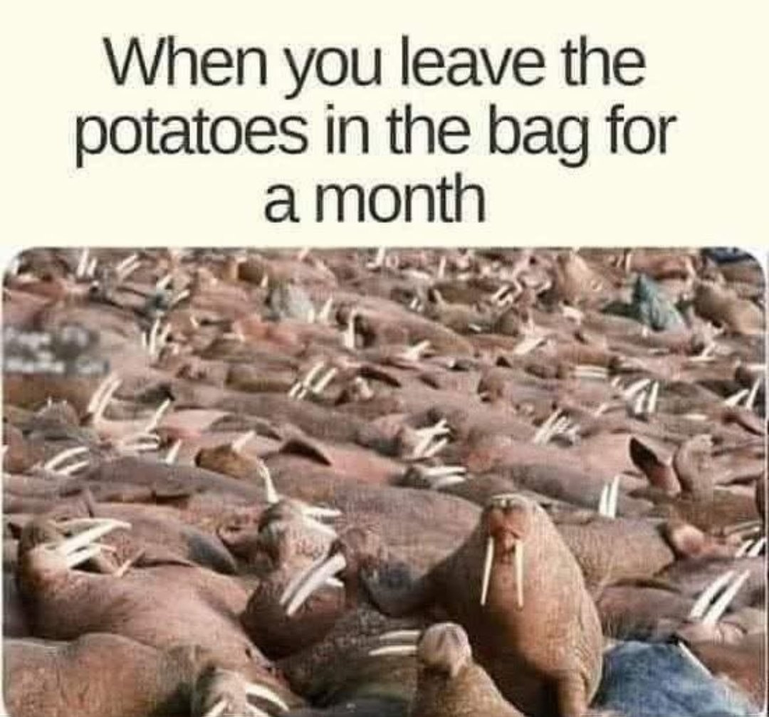 Spud_Buddies_'s tweet photo. Guilty! 😁 #Daily #Spud #memes https://t.co/tmYGYSvwDb