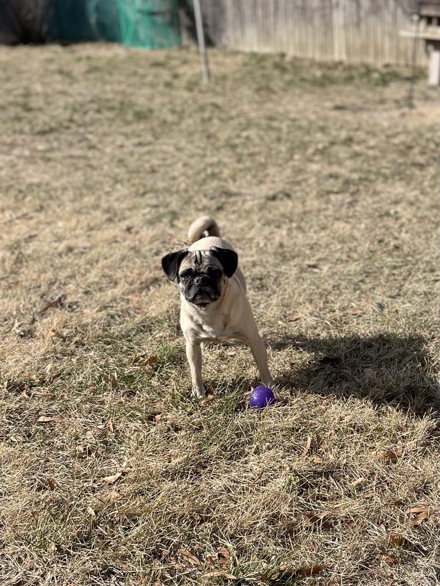 DeiselPepSkip's tweet image. It’s so nice we all went outside today! #pugs #pugsoftwitter #CatsOfTwitter