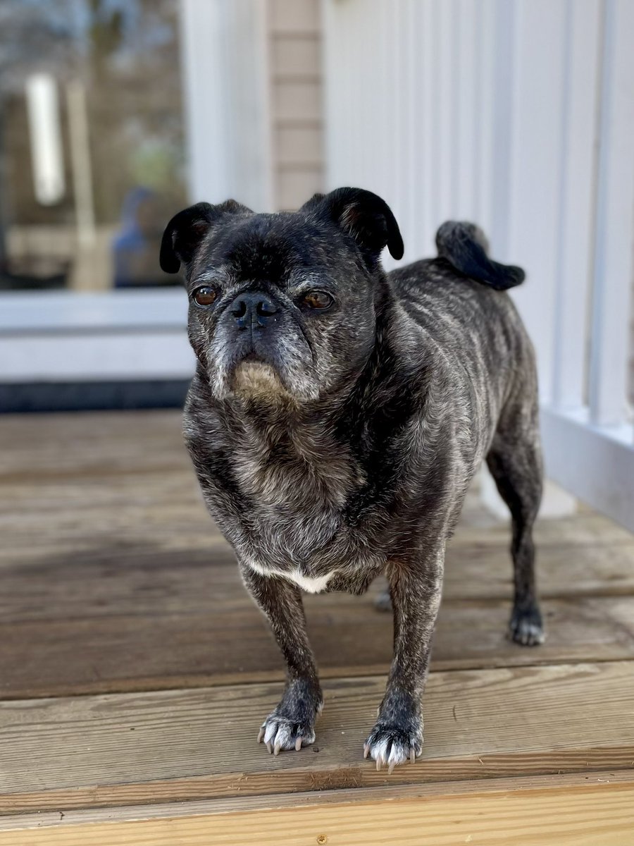 DeiselPepSkip's tweet image. It’s so nice we all went outside today! #pugs #pugsoftwitter #CatsOfTwitter