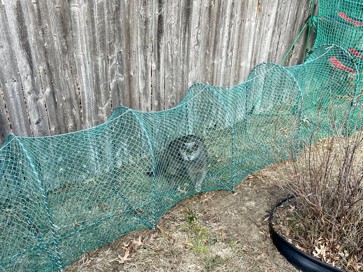 DeiselPepSkip's tweet image. It’s so nice we all went outside today! #pugs #pugsoftwitter #CatsOfTwitter