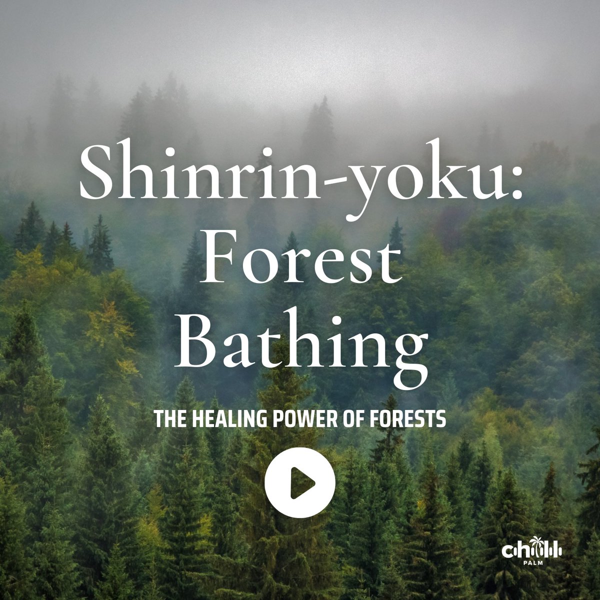 ChillPalmSounds's tweet photo. Did you know?🌿 Shinrin-yoku, or 'forest bathing,' began in Japan in 1982 as part of a national health initiative. Today, it’s embraced worldwide for its proven benefits to both mind and body🧘‍♀️✨ Try it out and let us know what you think! https://t.co/u9YS6cw1mo