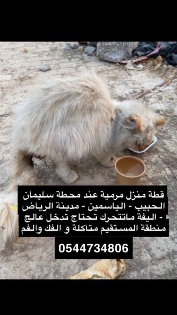 حنان الحربي 🐈 tweet media
