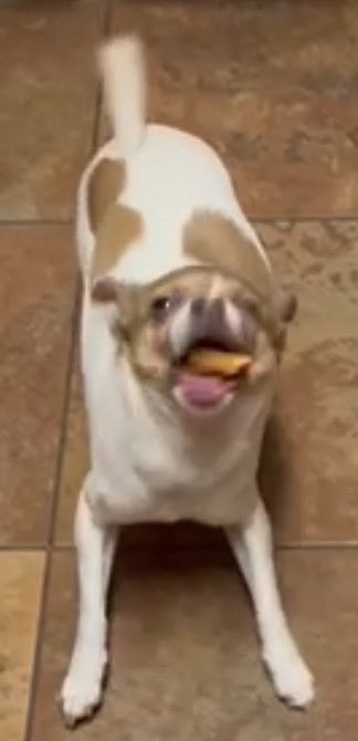 EggMaya's tweet photo. @H0WLINGHERETIC Have some silly dog pics! Sorry to hear that Howl https://t.co/jcknxR8Zor