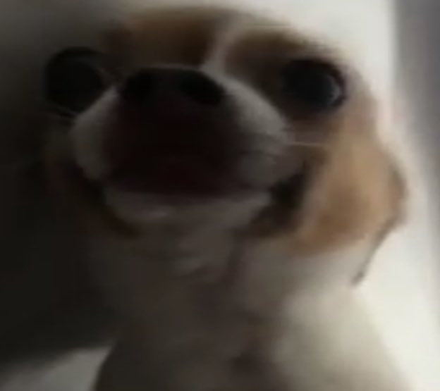EggMaya's tweet photo. @H0WLINGHERETIC Have some silly dog pics! Sorry to hear that Howl https://t.co/jcknxR8Zor