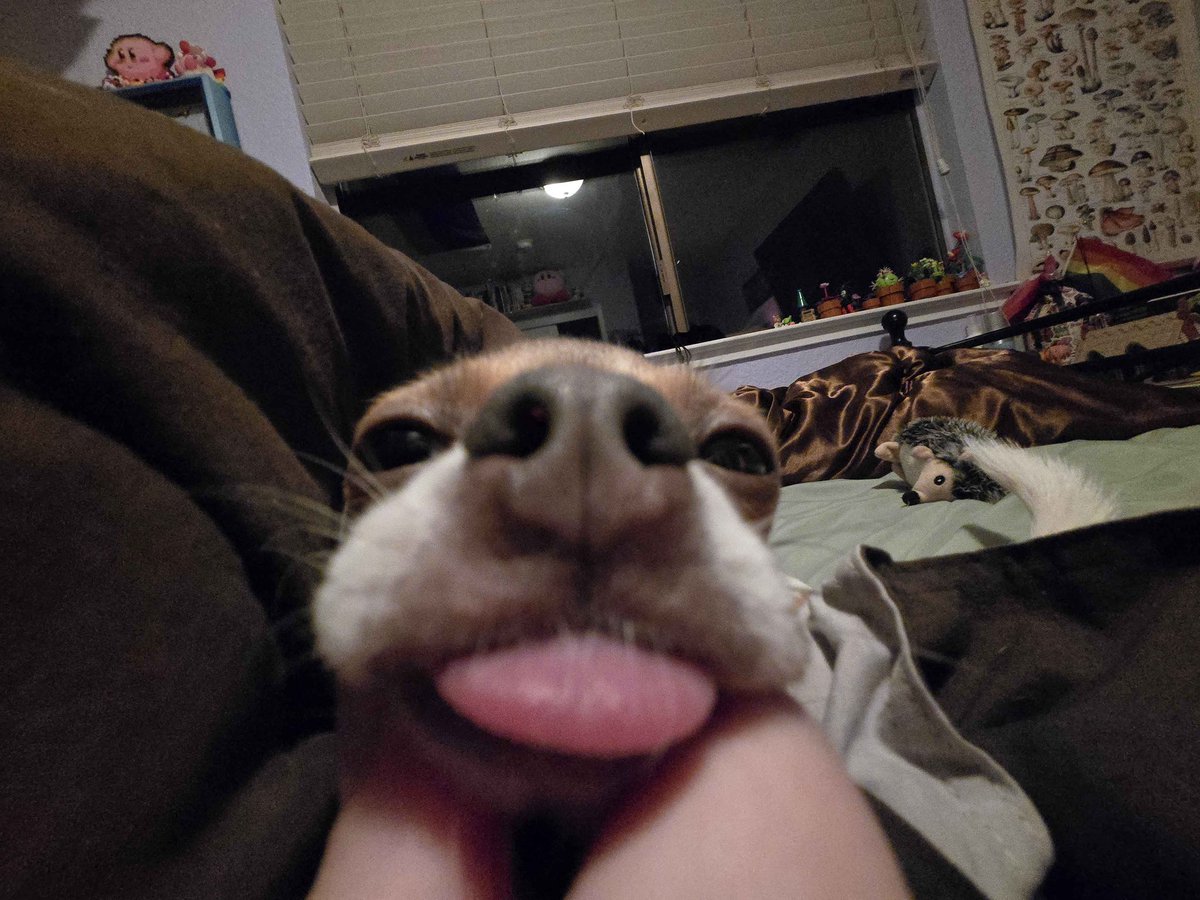 EggMaya's tweet photo. @H0WLINGHERETIC Have some silly dog pics! Sorry to hear that Howl https://t.co/jcknxR8Zor