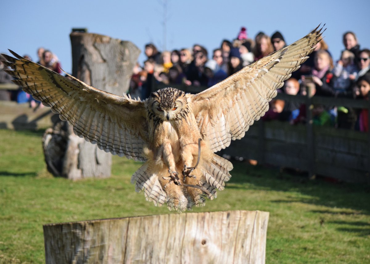 Leeds Castle, Kent (@leedscastleuk) on Twitter photo From woodland walks to falconry displays, playgrounds, and our brand-new interactive trail – Chaos in the Castle, Leeds Castle is the place to be this February Half Term ✨ 
#Thingstodoinkent #FebruaryHalfTerm #Kent #LeedsCastle From woodland walks to falconry displays, playgrounds, and our brand-new interactive trail – Chaos in the Castle, Leeds Castle is the place to be this February Half Term ✨ 
#Thingstodoinkent #FebruaryHalfTerm #Kent #LeedsCastle
