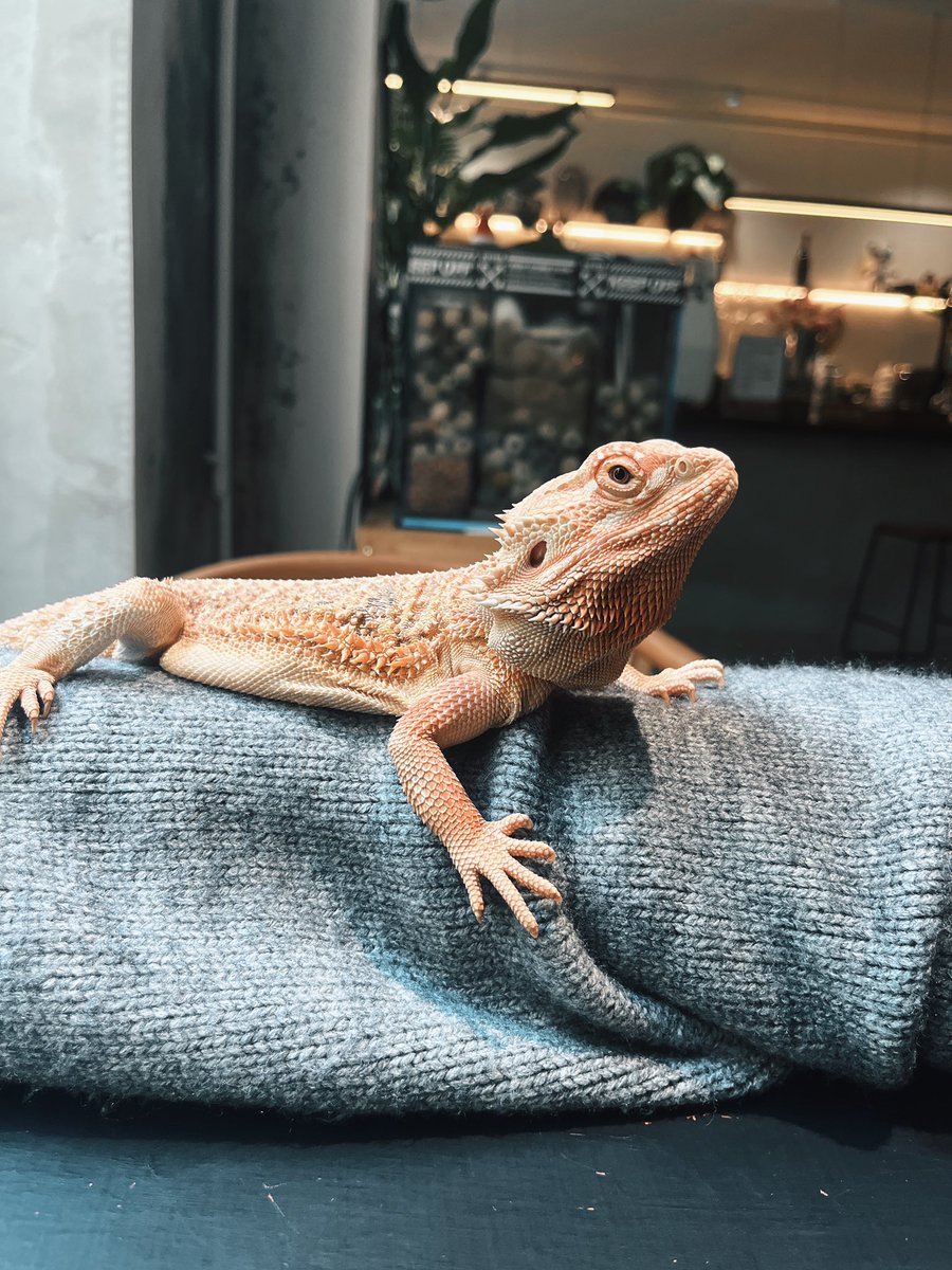 张祎铭Barron tweet media