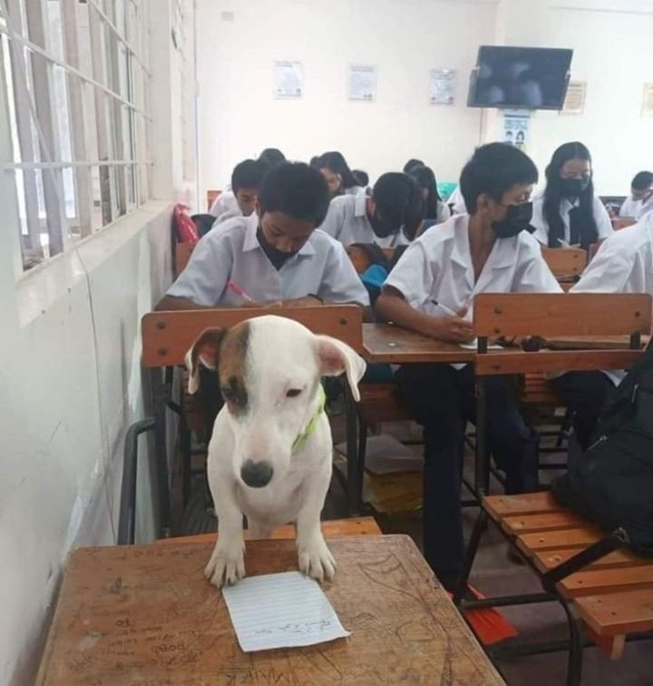 astrobort's tweet photo. pensé seriamente en empezar a estudiar medicina ni siquiera para ejercer solo para APRENDER y re q si m meto a una carrera asi soy este https://t.co/bAbElATSLC