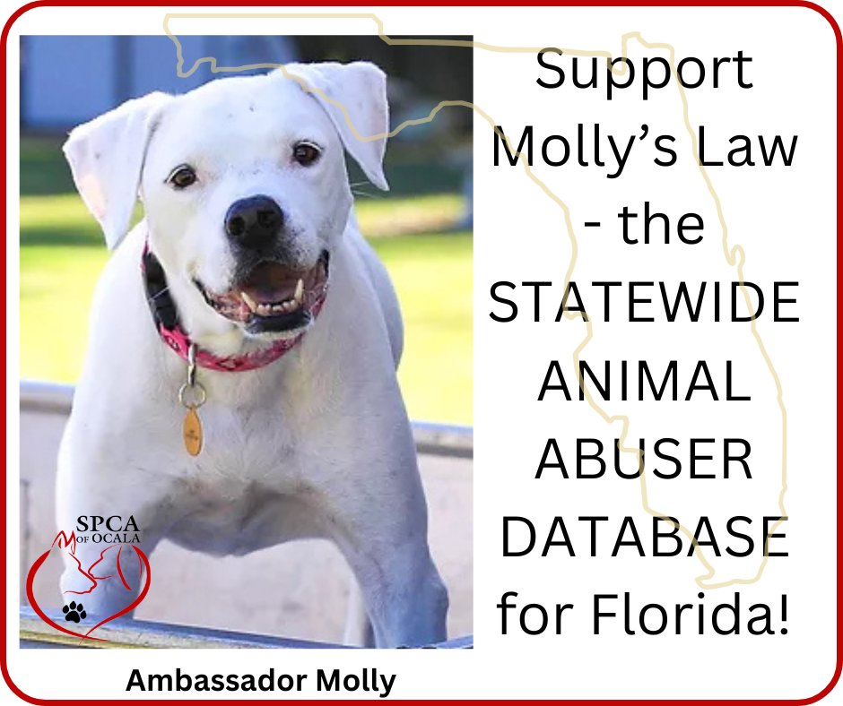 SPCA of Ocala (@spcaofocala) on Twitter photo 