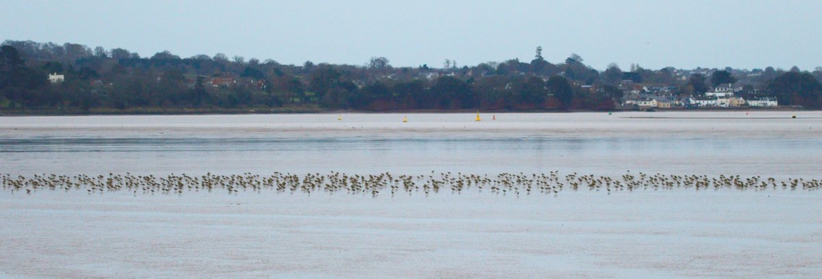 Stuart Line Cruises (@stuartlineexm) on Twitter photo What a great couple of Cruises this week, Birds in abundance throughout the Exe Estuary Avocets BT Godwits DB Brent Geese Dunlin Grey & Golden Plover Lapwing to name but a few plus Common & Grey Seals. Winter Spectacle up close... <a href="/DevonBirds/">Devon Birds</a> <a href="/Natures_Voice/">RSPB</a> <a href="/WildlifeTrusts/">The Wildlife Trusts</a> What a great couple of Cruises this week, Birds in abundance throughout the Exe Estuary Avocets BT Godwits DB Brent Geese Dunlin Grey & Golden Plover Lapwing to name but a few plus Common & Grey Seals. Winter Spectacle up close... <a href="/DevonBirds/">Devon Birds</a> <a href="/Natures_Voice/">RSPB</a> <a href="/WildlifeTrusts/">The Wildlife Trusts</a>