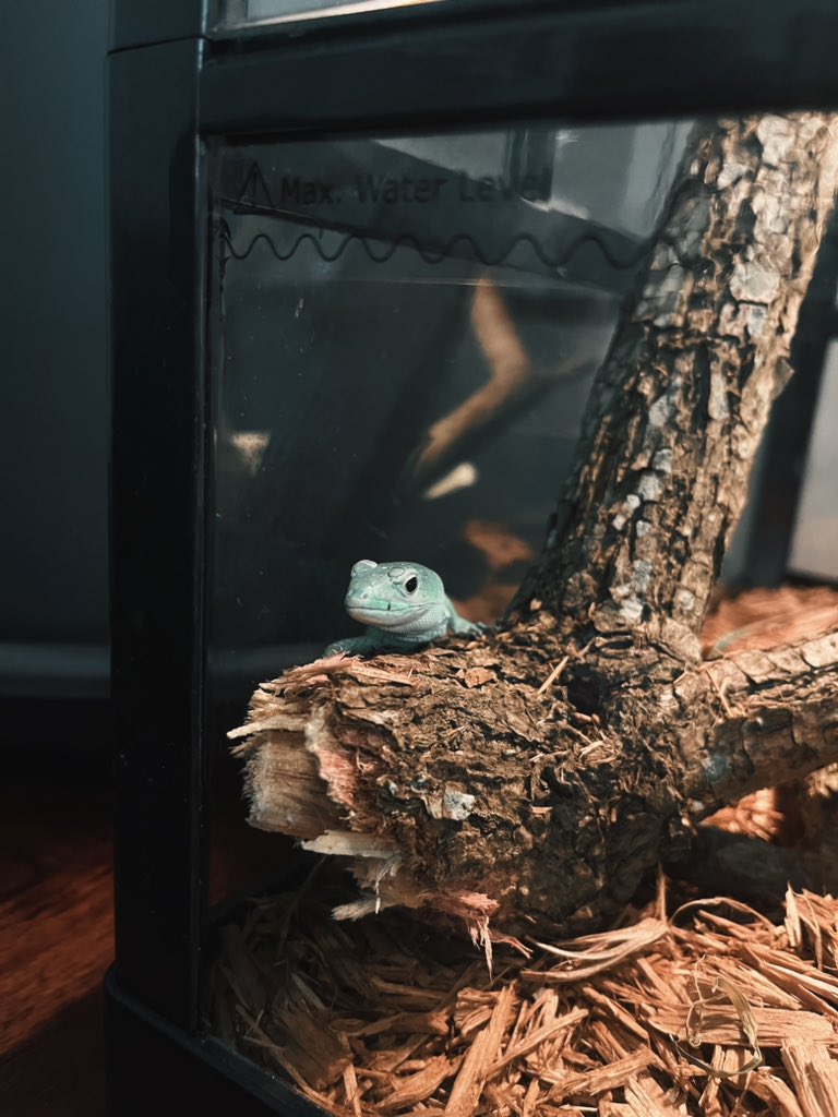 张祎铭Barron tweet media