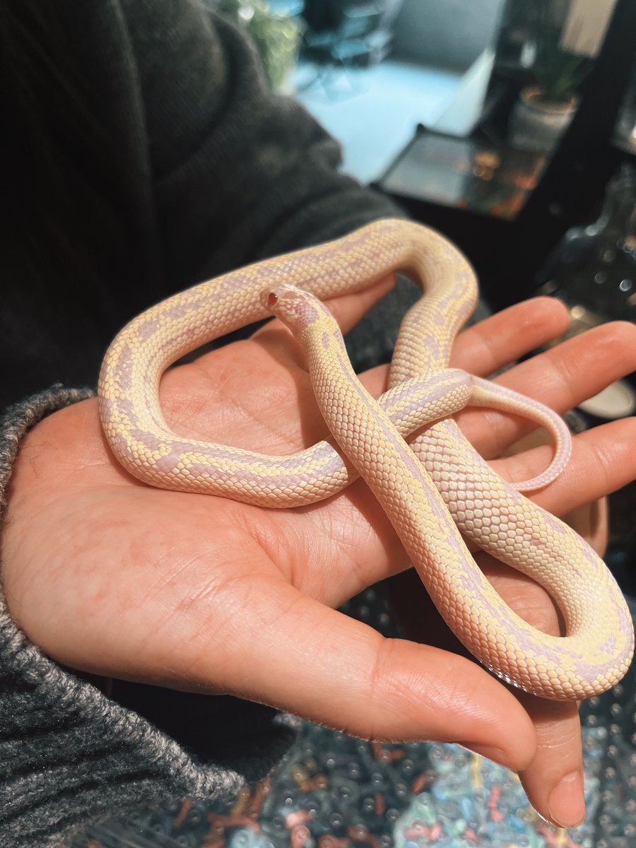 张祎铭Barron tweet media