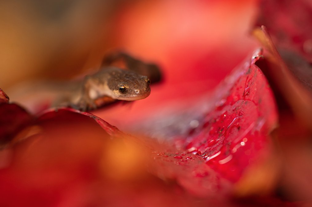 Developers can now pay into a government fund and stop worrying about newts and bats. The sort of fund people like Dido Harding can make vanish with no accountability no doubt. This BS attack on nature has got to stop. #notinmyname.