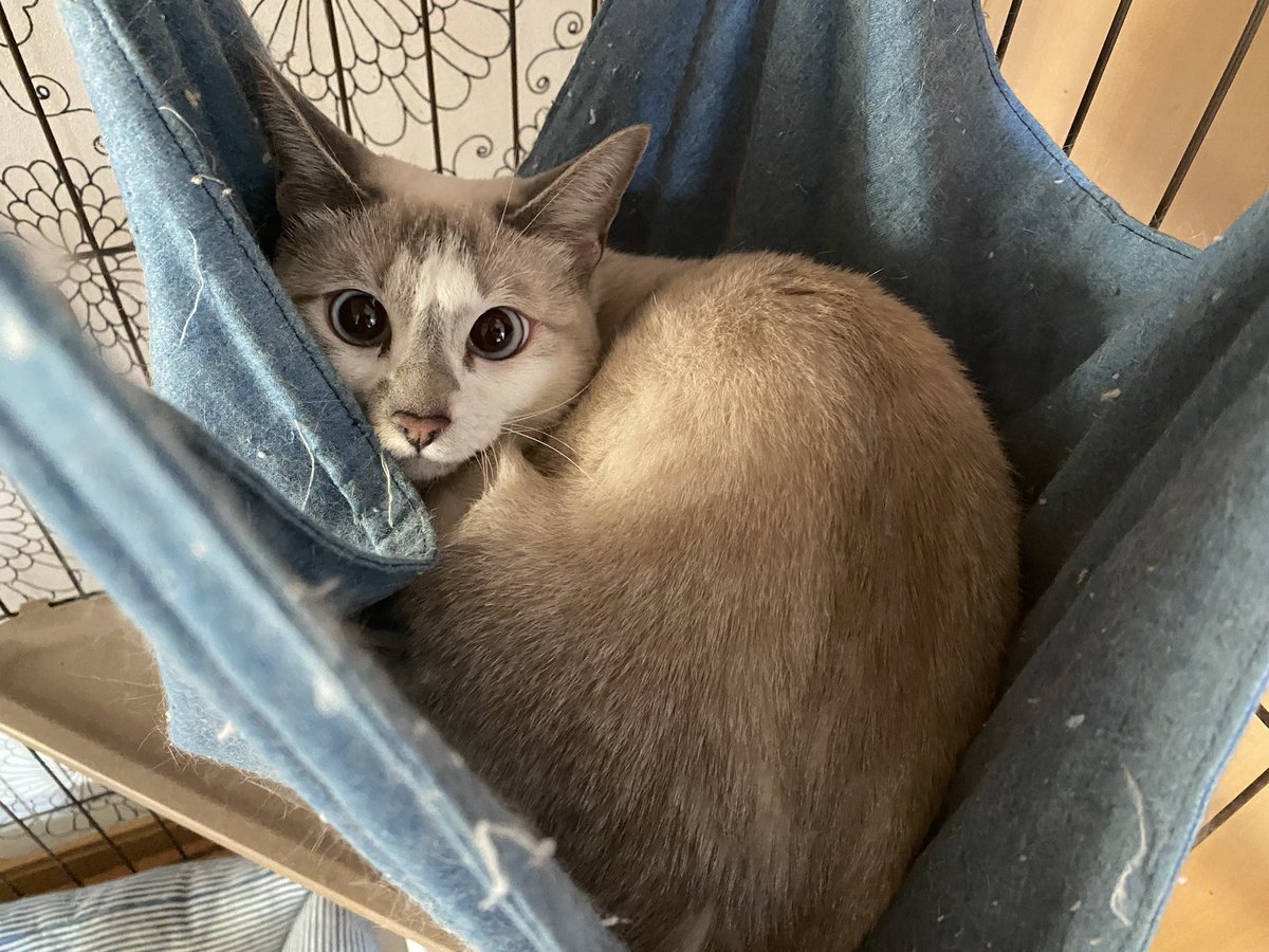 rihirid's tweet photo. うちの🐱ちゃんたち
黒猫ちゃんが2匹います
みんな捨て猫ちゃんで玄関先に来ていて怪我したりお腹すかせてガリガリだったりしてたので家族になりました

#猫  #保護猫 
#ねこのいる生活 
#ねこのいる幸せ https://t.co/cPAmHtte5Q