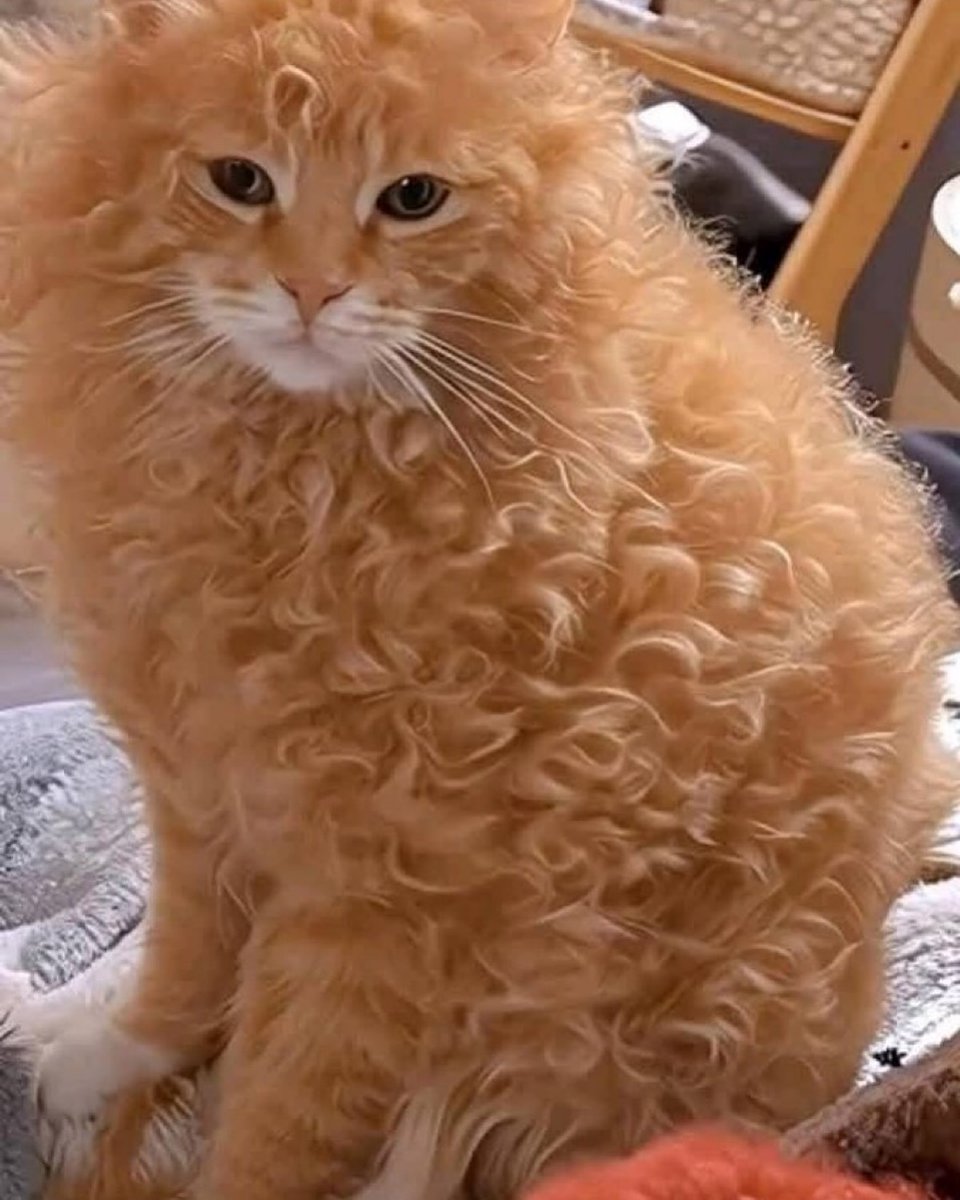 PunchingCat's tweet photo. curly boi https://t.co/d7UkYOcw9s