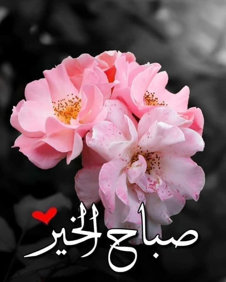 ماأجمل الصباح...
حين يبدأ بذكر الله
فأصبحنا وأصبح الملك لله
صباح يخطف من الشمس ضياه
وأمل يمحو ألم القلب وعناه
فأتركوا نسمات الصباح الجميلة تخاطبكم
لتصبحكم بالخير والتفاؤل٠
