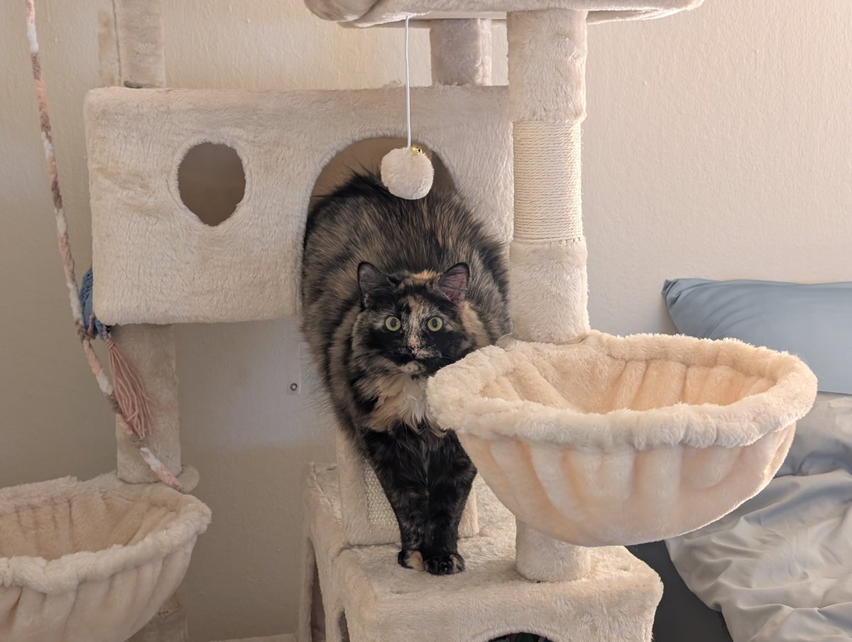 Silly creature just sitting half in and half out of her cube