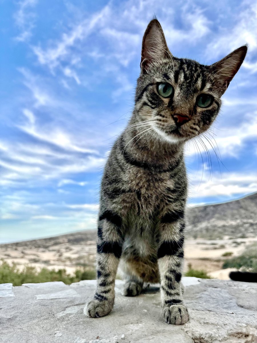 Cats of Iraklia tweet media