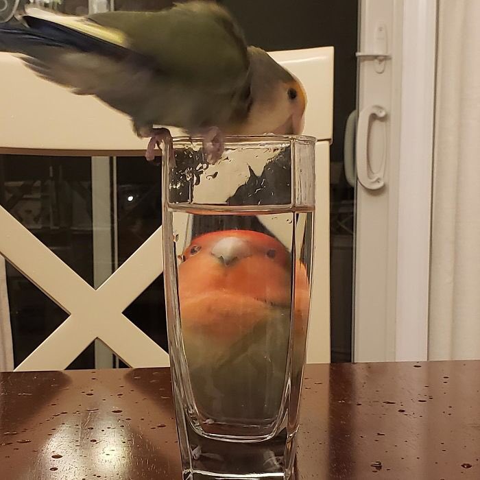 ContextBirds's tweet photo. https://t.co/dz1OhJqHEF