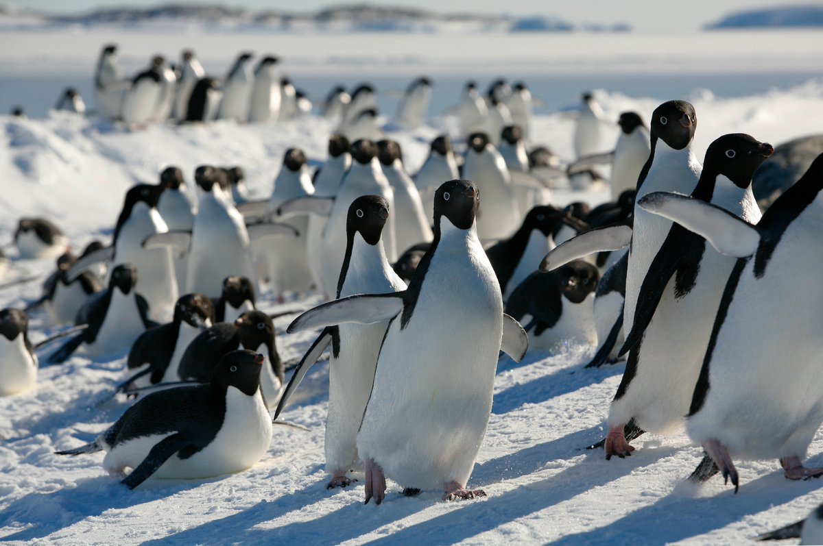 antarctica.gov.au (@ausantarctic) on Twitter photo 🐧Scientists have released the most comprehensive database of species living in ice-free Antarctica. More than 35,000 records will underpin future regional and global studies of ecology, diversity and change.
More 👉
antarctica.gov.au/news/2024/anta…
📷C Wilson
<a href="/saef_arc/">Securing Antarctica's Environmental Future</a> 🐧Scientists have released the most comprehensive database of species living in ice-free Antarctica. More than 35,000 records will underpin future regional and global studies of ecology, diversity and change.
More 👉
antarctica.gov.au/news/2024/anta…
📷C Wilson
<a href="/saef_arc/">Securing Antarctica's Environmental Future</a>