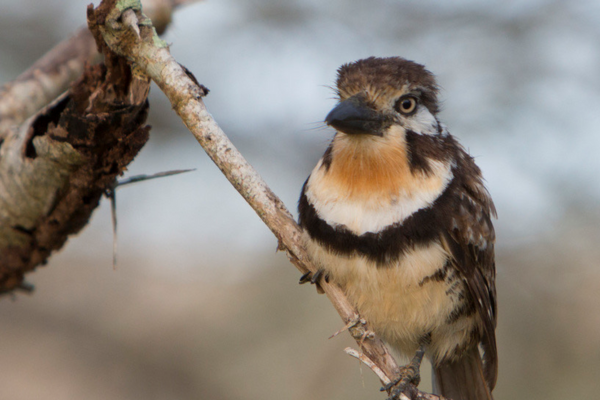 ElInformador_SM's tweet photo. #MedioAmbiente | ‘La Pajareada del Sábado’: Un recorrido para descubrir la rica avifauna de Santa Marta⤵️ 
https://t.co/CIF0F9U9nR https://t.co/4HM3HWZlu7