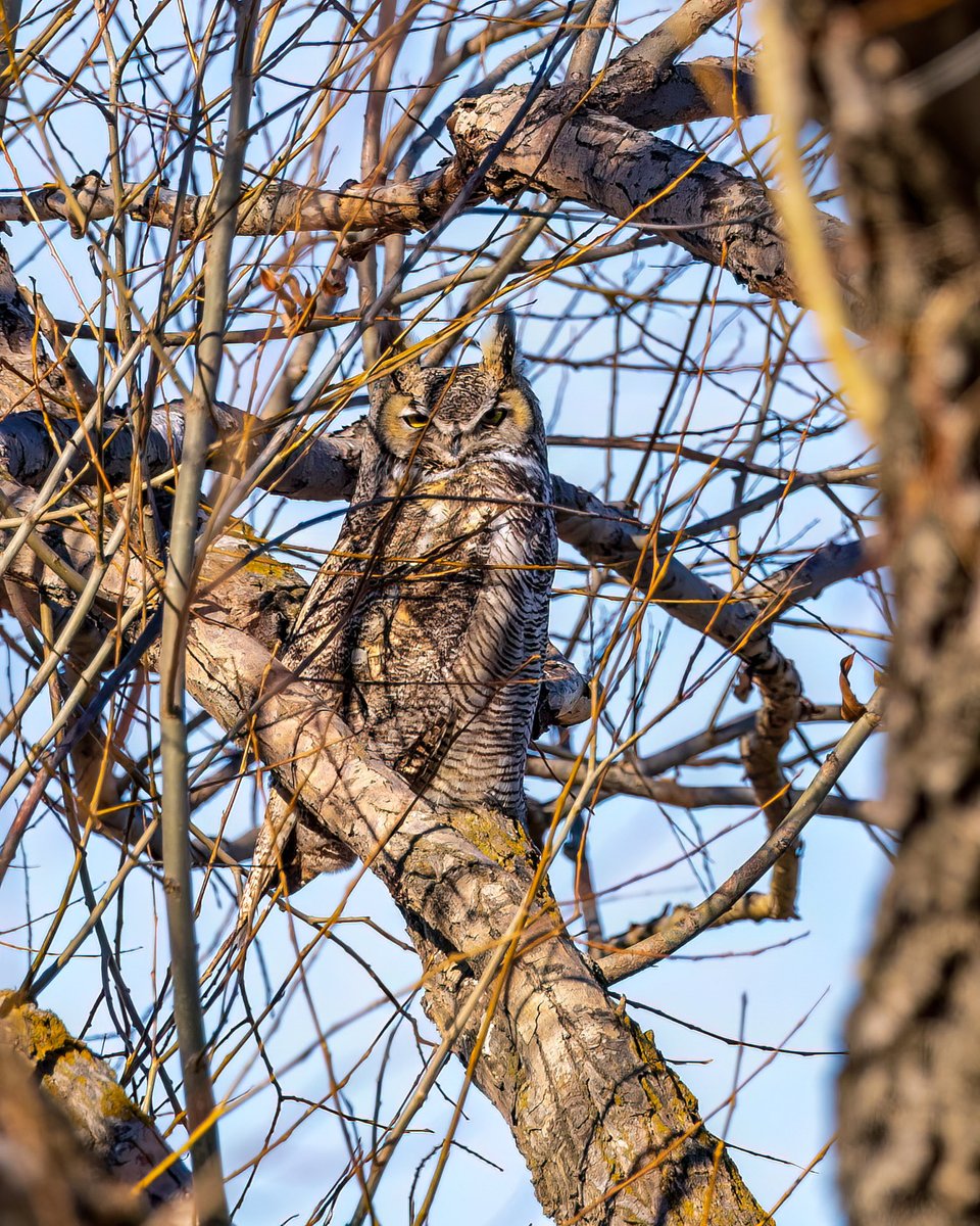 candiburke's tweet photo. Today’s favorite bird was deep in the sticks. Great Horned Owl
#somanysticks https://t.co/U4SuAvFja1
