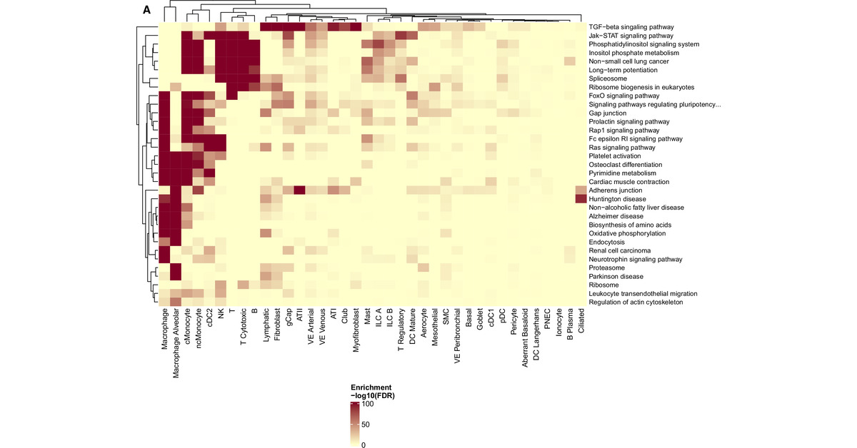 ATS Blue Journal (@atsblueeditor) on Twitter photo Lung Transcriptomics Links Emphysema to Barrier Dysfunction and Macrophage Subpopulations
Shared and unique gene pathways in lung and blood reveal cell-specific dysfunction in emphysema. A step toward better COPD care! #EmphysemaResearch <a href="/BrighamResearch/">Brigham and Women’s Research</a>
tinyurl.com/294jk5ht Lung Transcriptomics Links Emphysema to Barrier Dysfunction and Macrophage Subpopulations
Shared and unique gene pathways in lung and blood reveal cell-specific dysfunction in emphysema. A step toward better COPD care! #EmphysemaResearch <a href="/BrighamResearch/">Brigham and Women’s Research</a>
tinyurl.com/294jk5ht