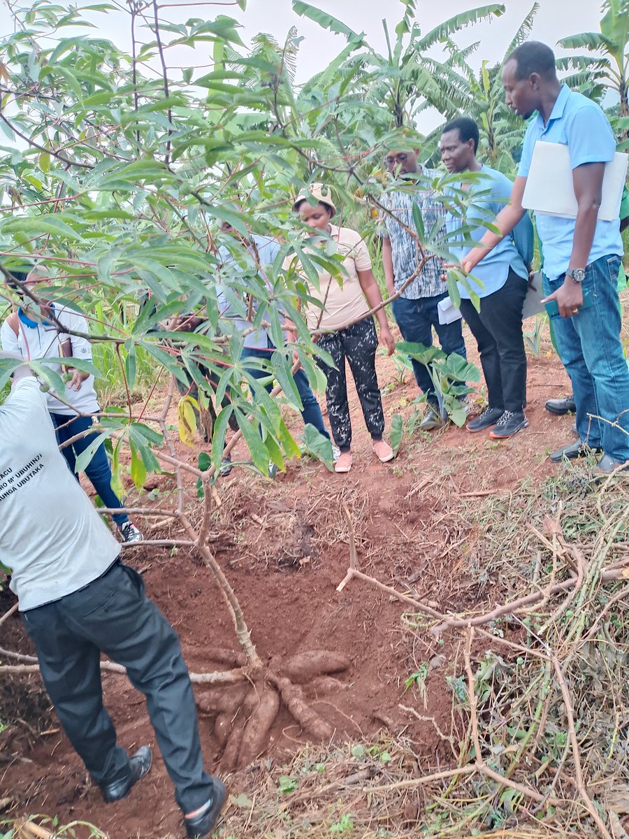 Mutenderi sector tweet media