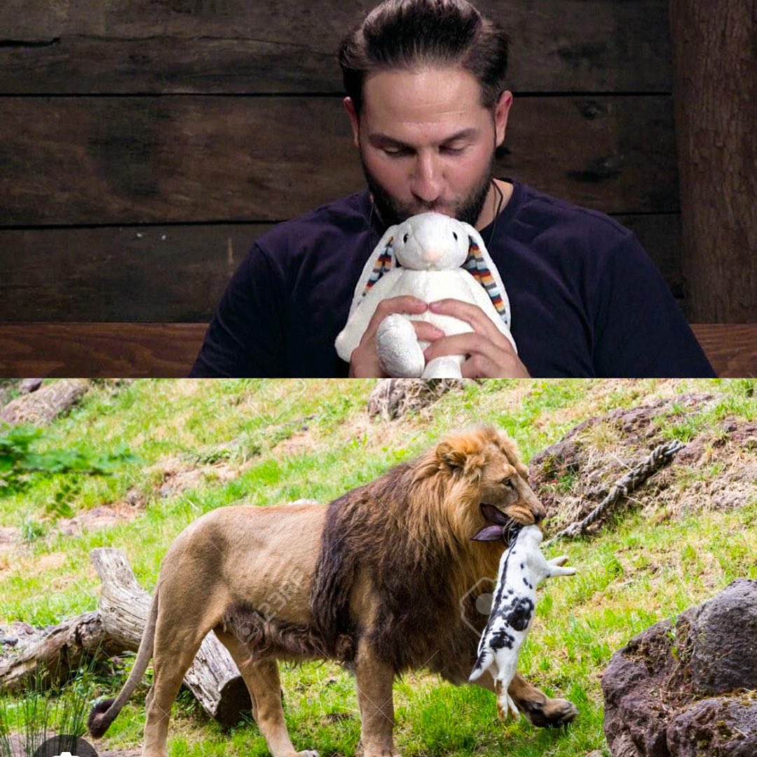 _Lucario_X's tweet photo. 2 Löwen mit Hase #ibes2025 #ibes https://t.co/p7OAQnTHMo