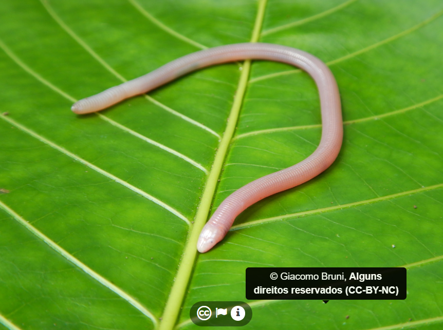 Henrique Costa tweet media