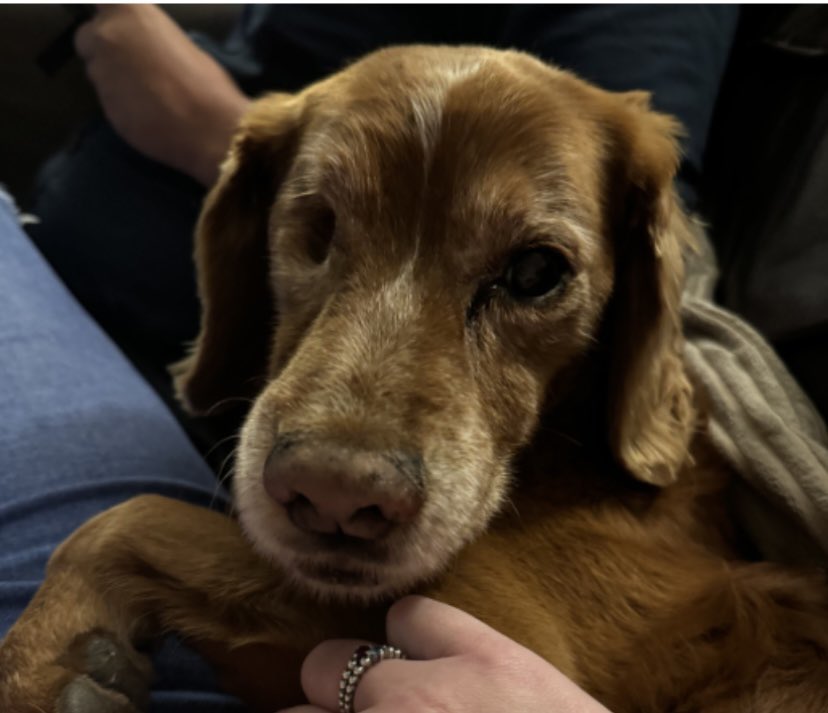 rosieDoc2's tweet photo. #SpanielHour
JASPER went missing 25/12/24 HE IS ELDERLY golden/ginger #Cocker
Lost from family members house
Behind #HuntersRest #Clutton #BRISTOL #BS39
Jasper only has ONE EYE π
π LOCALS???
https://t.co/t0LDWBnJbO
@CluttonFc @BitofDecorum @02031961pat @BryantDjbryant https://t.co/youty0beC9