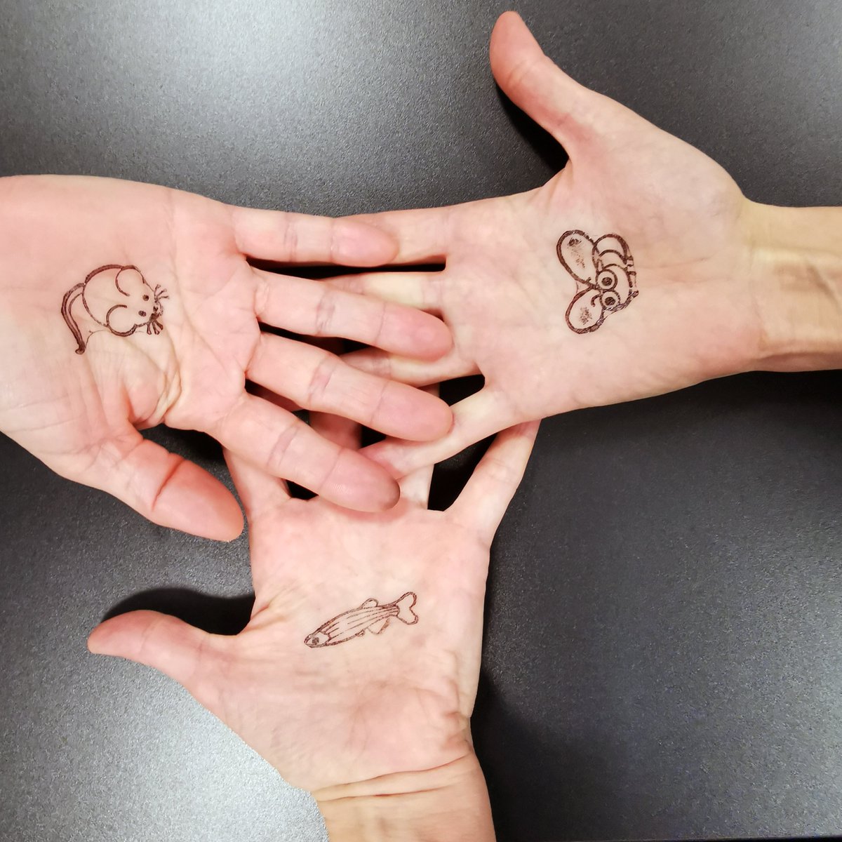 ChampalimaudResearch tweet media