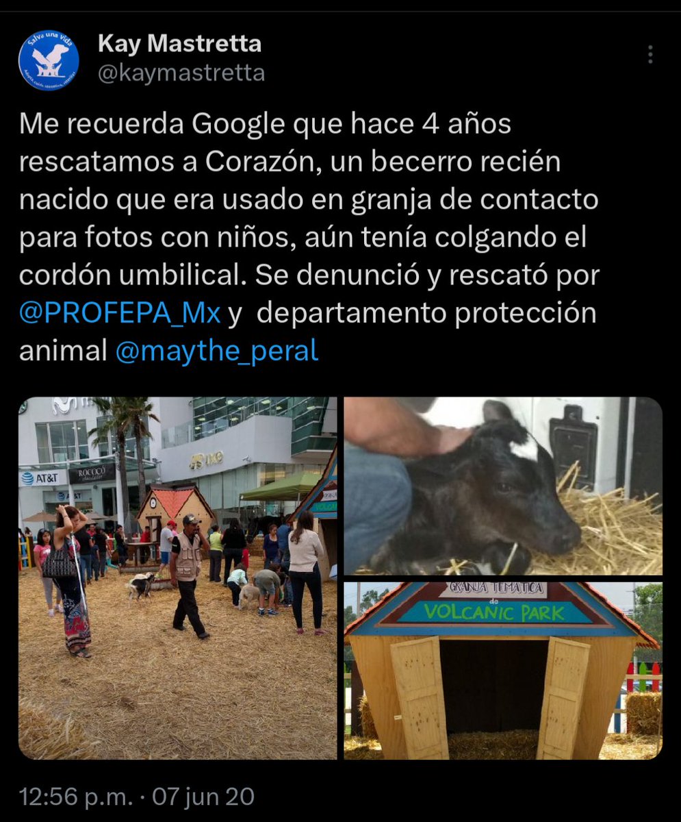 kaymastretta's tweet photo. @Plu2Desampara2 Volcanic Park de conservación tiene nada, ellos explotan a los animales. Aquí hay constancia de parte de su historial.
Otro caso fue el de los venados atropellados https://t.co/oVhRdVvbAu