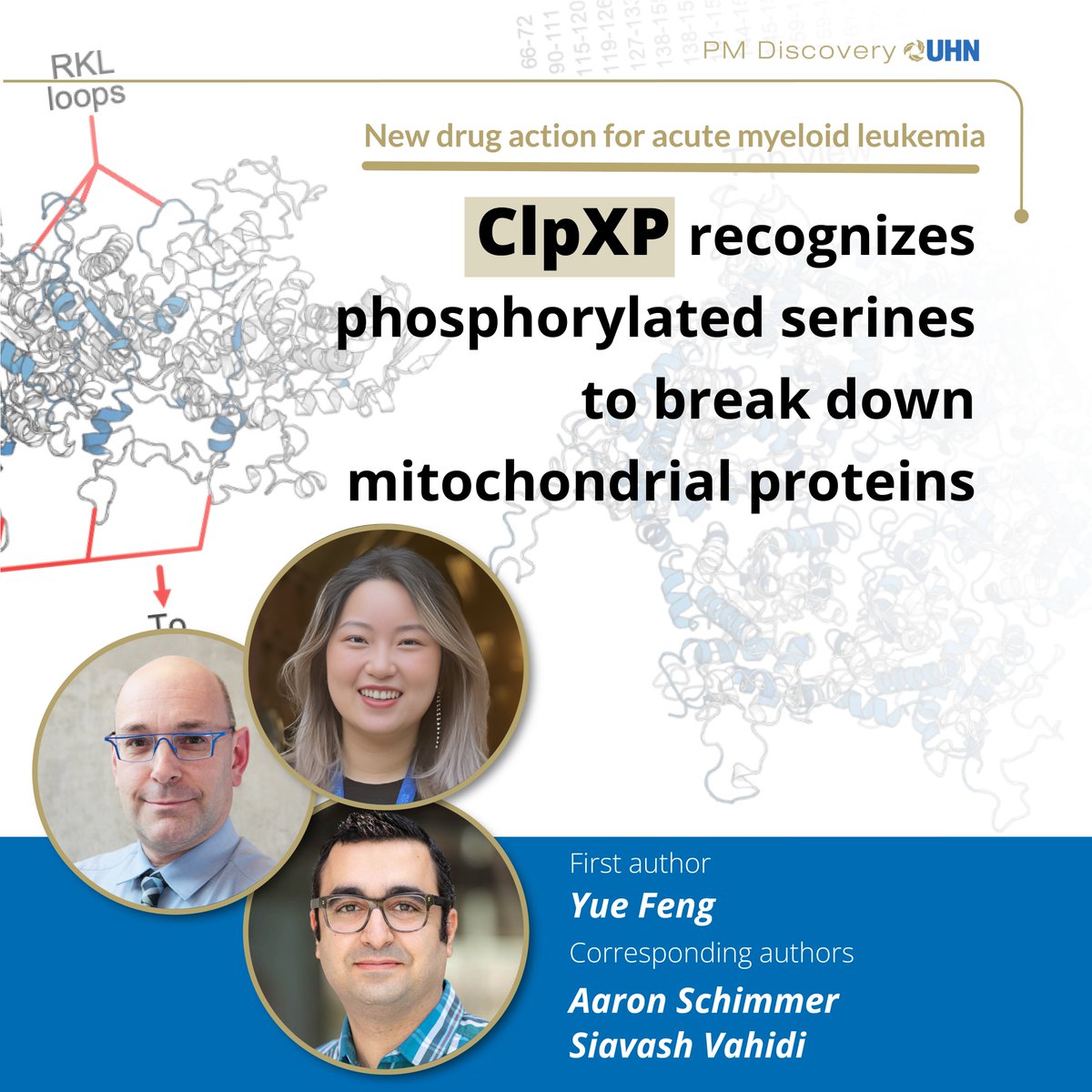 Princess Margaret Cancer Centre Research (@pmresearch_uhn) on Twitter photo Protein scavenger inspires new drug design✨
Scientists unveiled an essential protein degradation process in mitochondria, offering new ideas to curb cancer cells’ energy supply. A study in <a href="/PNAS/">pnas</a> led by Drs. Aaron Schimmer <a href="/UHN/">University Health Network</a> and Siavash Vahidi <a href="/uofg/">University of Guelph</a>.
pnas.org/doi/10.1073/pn… Protein scavenger inspires new drug design✨
Scientists unveiled an essential protein degradation process in mitochondria, offering new ideas to curb cancer cells’ energy supply. A study in <a href="/PNAS/">pnas</a> led by Drs. Aaron Schimmer <a href="/UHN/">University Health Network</a> and Siavash Vahidi <a href="/uofg/">University of Guelph</a>.
pnas.org/doi/10.1073/pn…