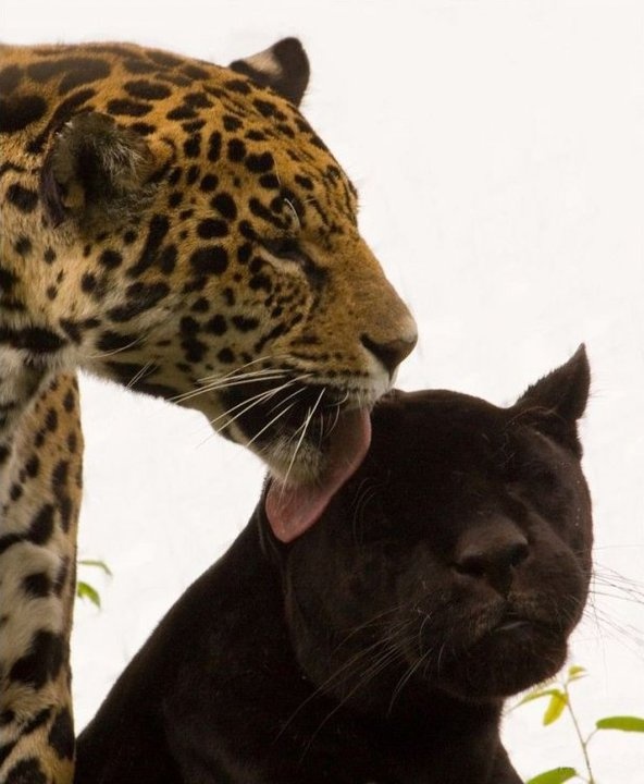 REX (@rexchillect) on Twitter photo 