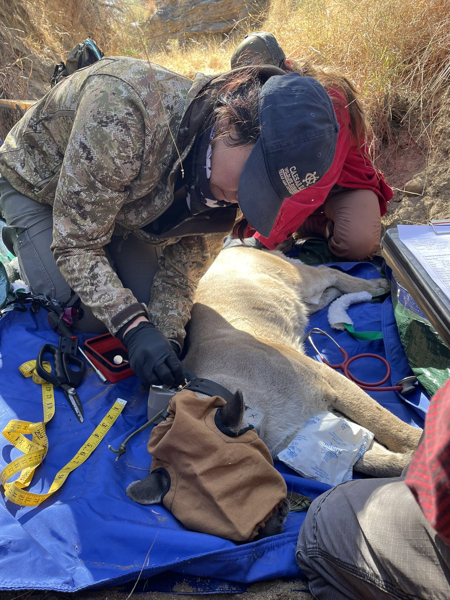 The_SPEC_Lab's tweet photo. We’re still buzzing with excitement over the capture of this incredible mountain lion, P04! 🐾✨ To celebrate, here are some more photos of this stunning cat. What an unforgettable moment for our team! #WildlifeResearch #MountainLion #conservation #SPEClab https://t.co/2yTP3uYjyk