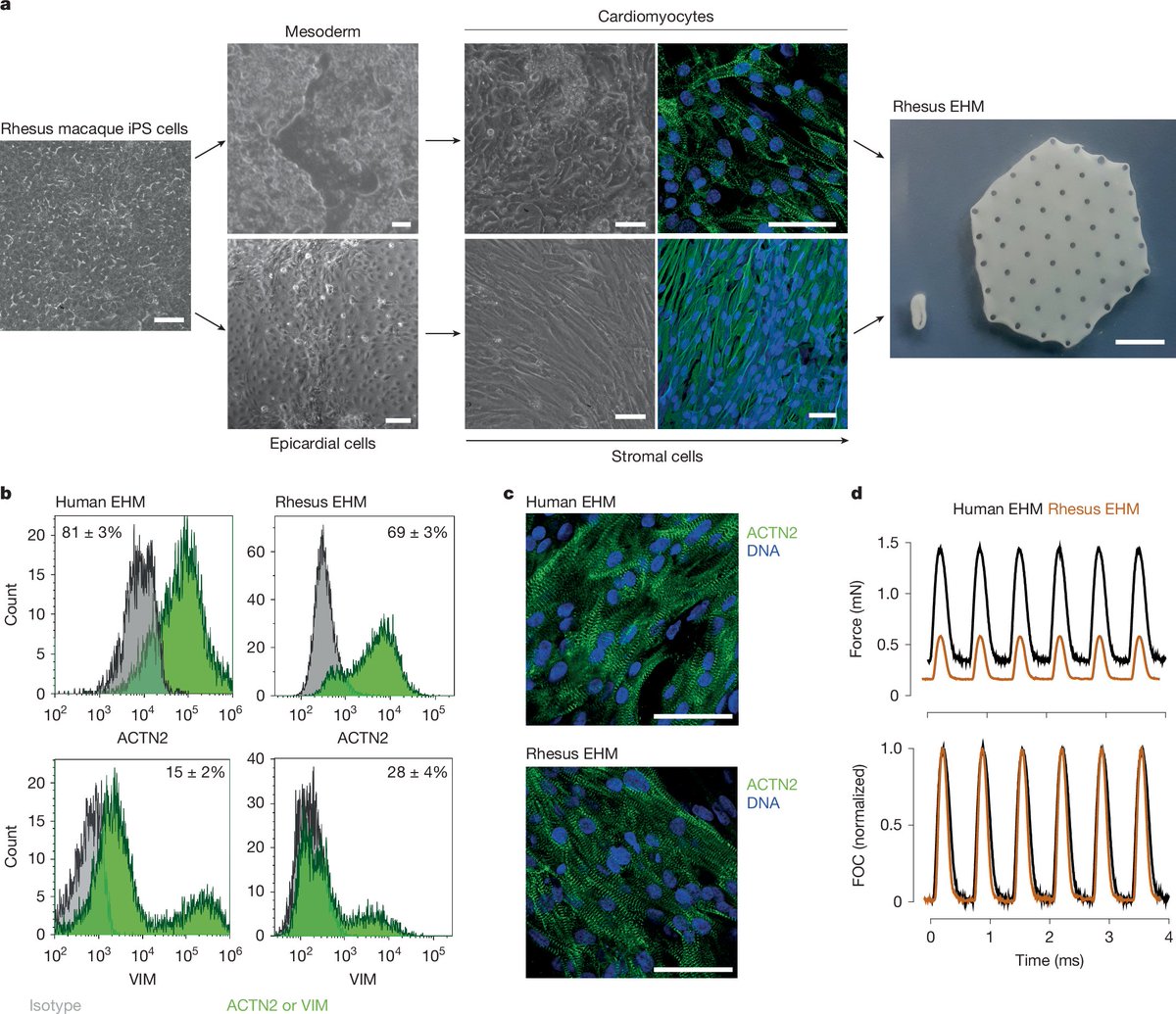 A muscle patch developed using stem cells can help to repair failing hearts without adverse effects, according to a paper in <a href="/Nature/">nature</a>. go.nature.com/4hdbfRf