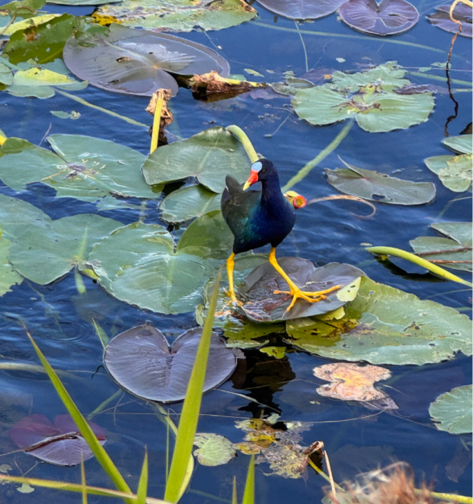 EvergladesNPS's tweet photo. Feeling cute, might walk on some lily pads later. 💁
One of the most colorful birds in the park, the Purple Gallinule really makes its presence known. It's beautiful spectrum of colors including but not limited to purple, yellow, green, blue and red are truly amazing to behold. - https://t.co/hgdTNNhSf4