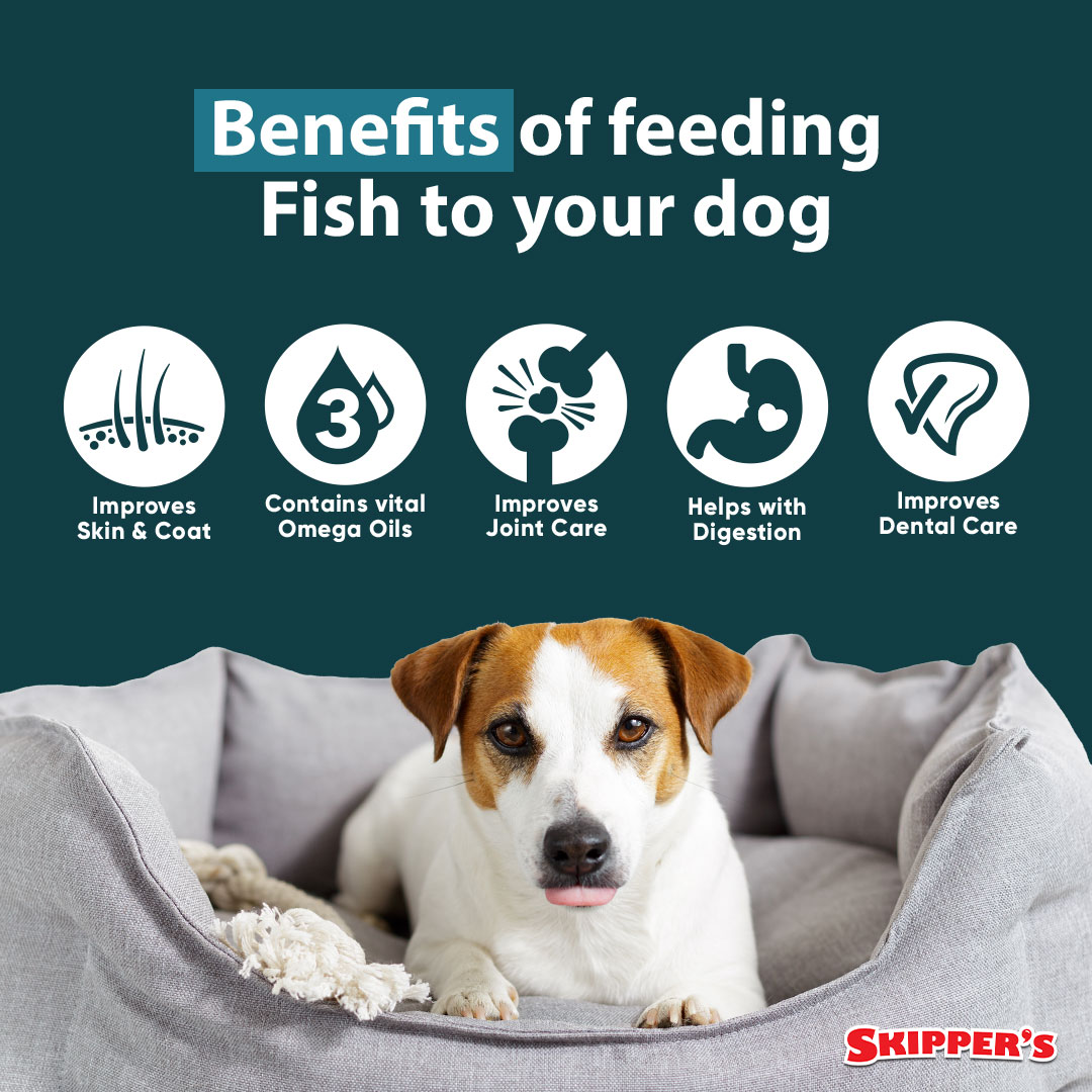 Got any questions? Our friendly team are always happy to help 🐾
#skipperspetproducts #feedingfish #naturaldogtreats #naturaldogfood #doghealth