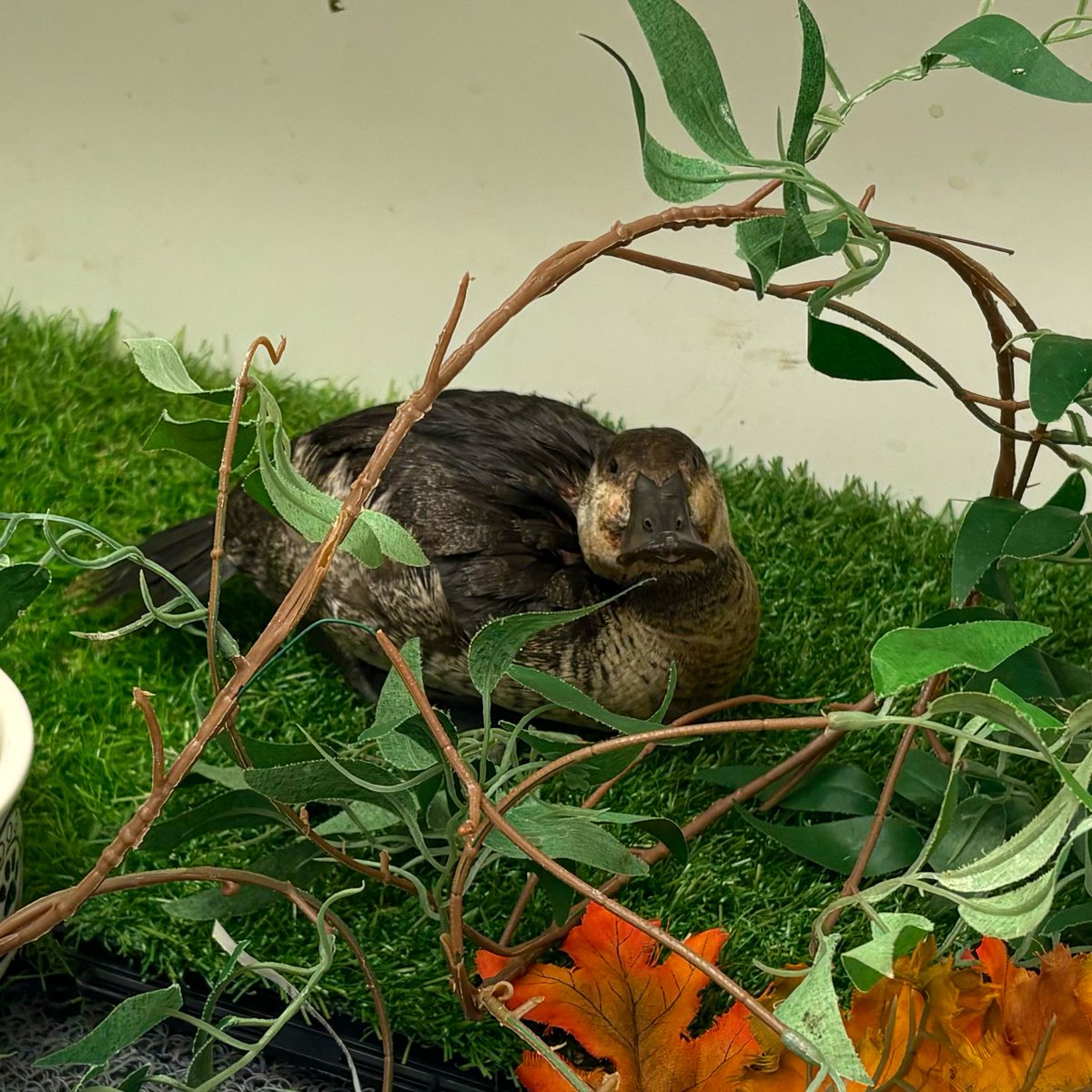 This #RuddyDuck is a rare visitor for City Wildlife! 🦆❤️

A kind passerby noticed her out of the water (unusual for this species) &amp; looking weak. Thanks to a prompt response by DC Animal Care &amp; Control, she quickly arrived to our clinic for examination. 🚑

#waterfowlwednesday