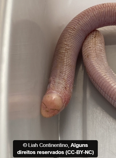 Henrique Costa tweet media