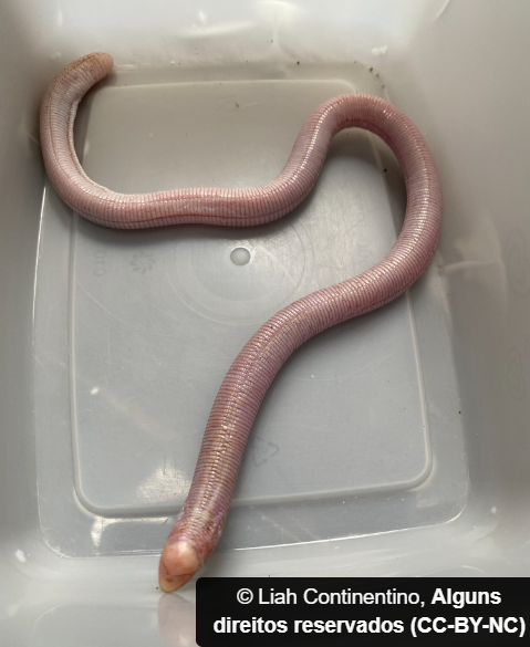 Henrique Costa tweet media